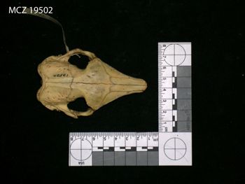 Media type: image;   Mammalogy 19502 Description: Image of skeleton specimen - dorsal view. dorsal view of skull.;